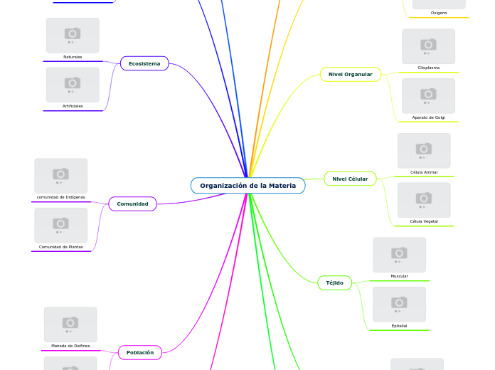 Organización de la Materia