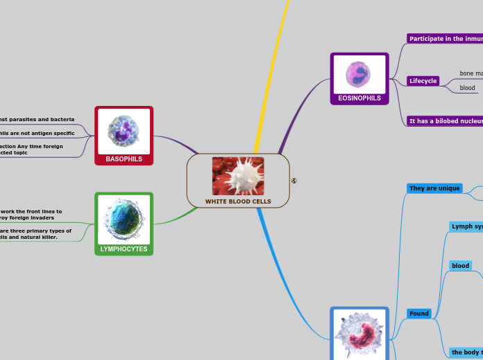 WHITE BLOOD CELLS