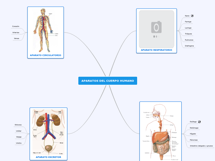 APARATOS DEL CUERPO HUMANO