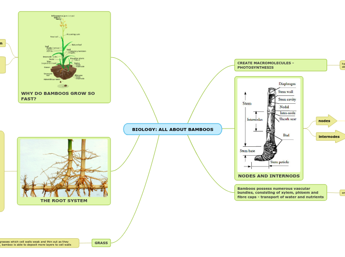 BIOLOGY: ALL ABOUT BAMBOOS