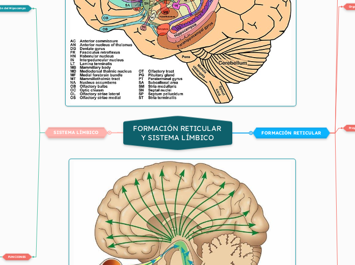 FORMACIÓN RETICULAR 
Y SISTEMA LÍMBICO