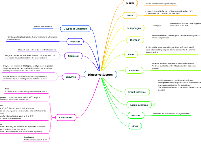 Digestive System