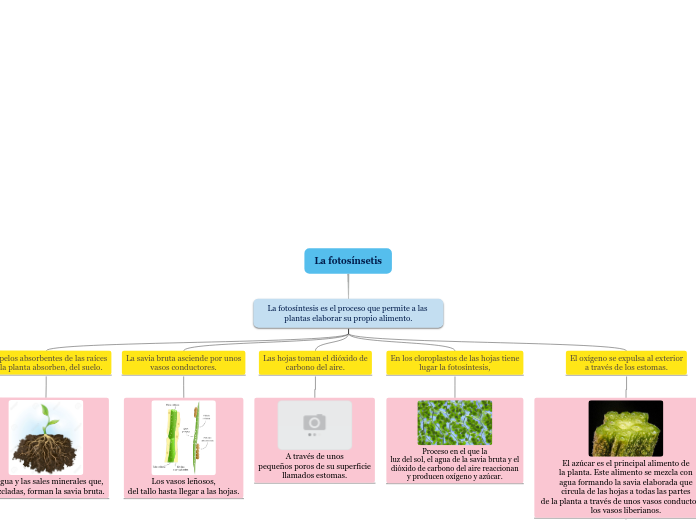 La fotosínsetis