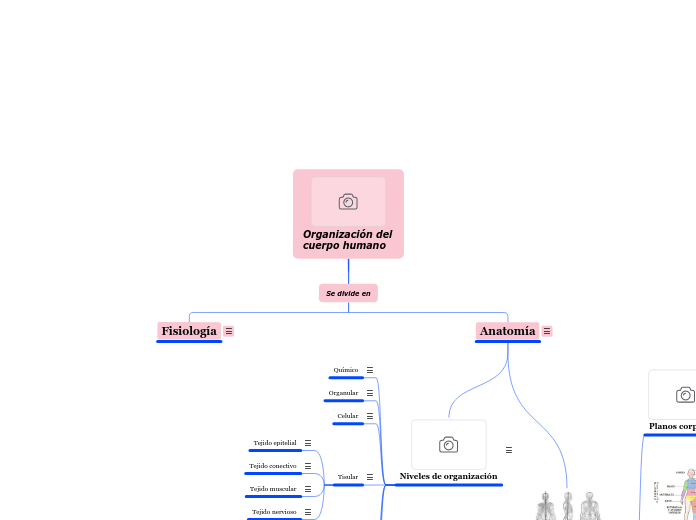 Organigrama morfofisiología