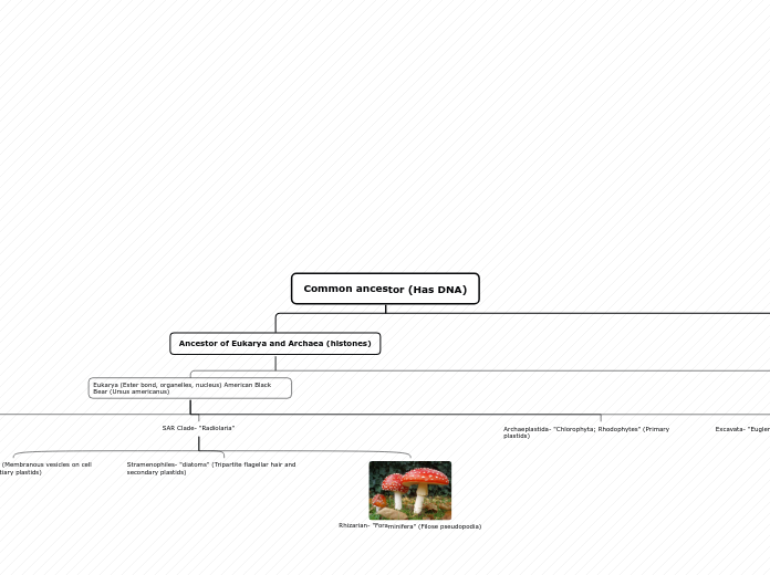 Organigram