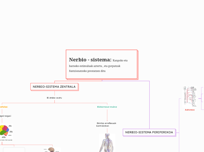 Organoak, sistemak eta aparatuak: Funtzio berbera duen ehun multzoak organo bat eratzen du