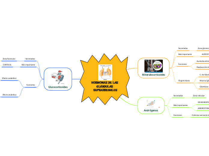 HORMONAS DE LAS GLÁNDULAS SUPRARRENALES