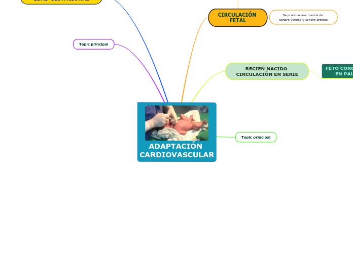 ADAPTACIÓN CARDIOVASCULAR