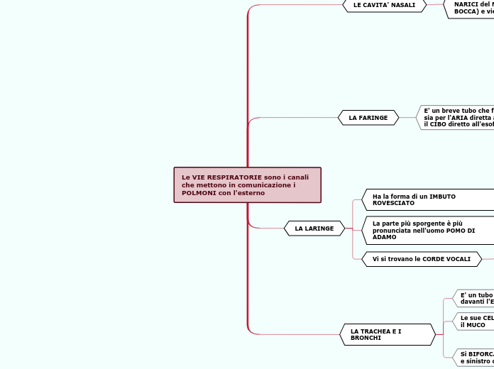 Le VIE RESPIRATORIE sono i canali che mettono in comunicazione i POLMONI con l'esterno