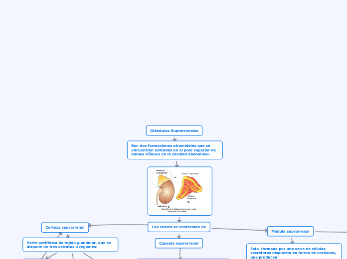 Glándulas Suprarrenales