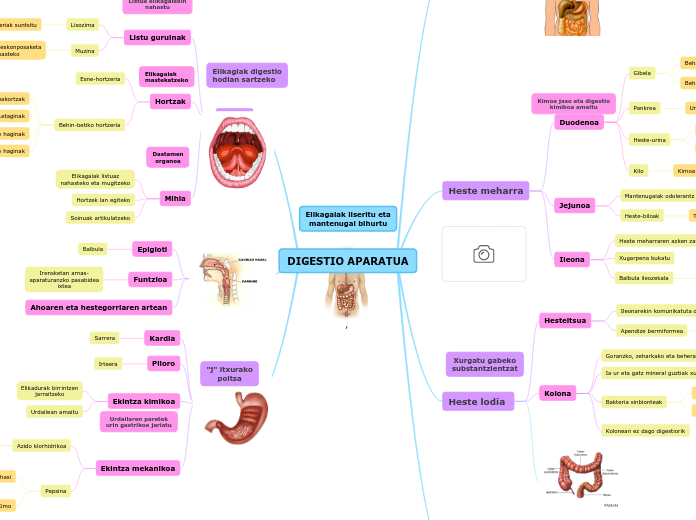 DIGESTIO APARATUA