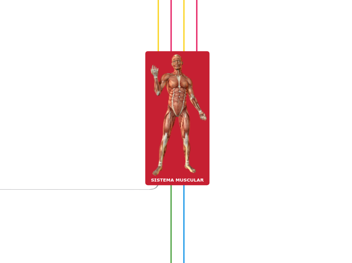 SISTEMA MUSCULAR