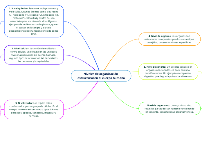 Niveles de organización estructural en el cuerpo humano