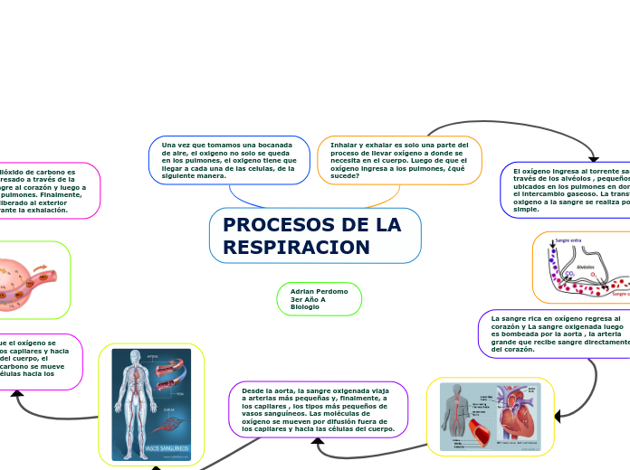 PROCESOS DE LA RESPIRACION