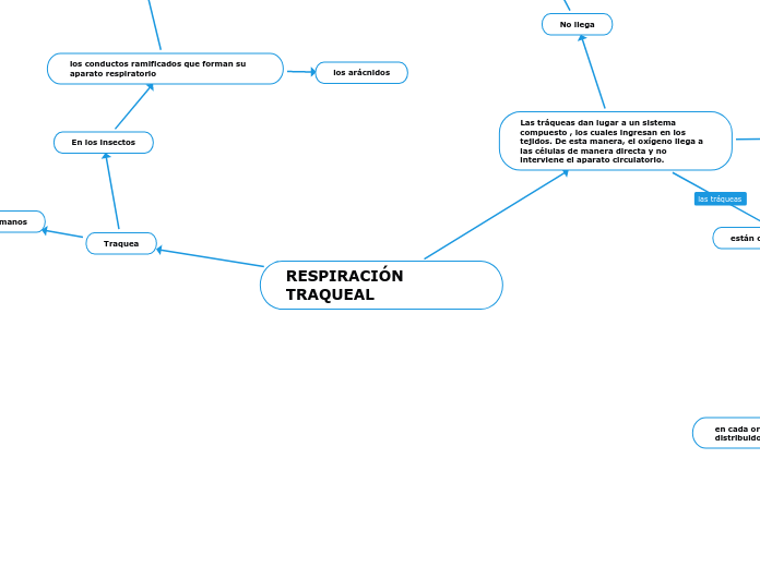 RESPIRACIÓN TRAQUEAL