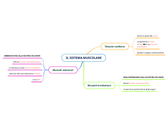 IL SISTEMA MUSCOLARE