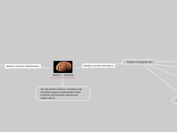 Nerbio - sistema