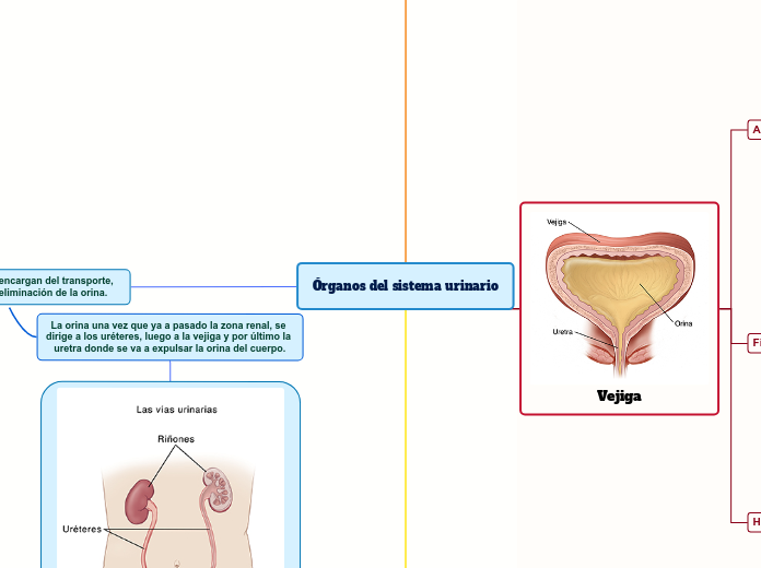 Órganos del sistema urinario