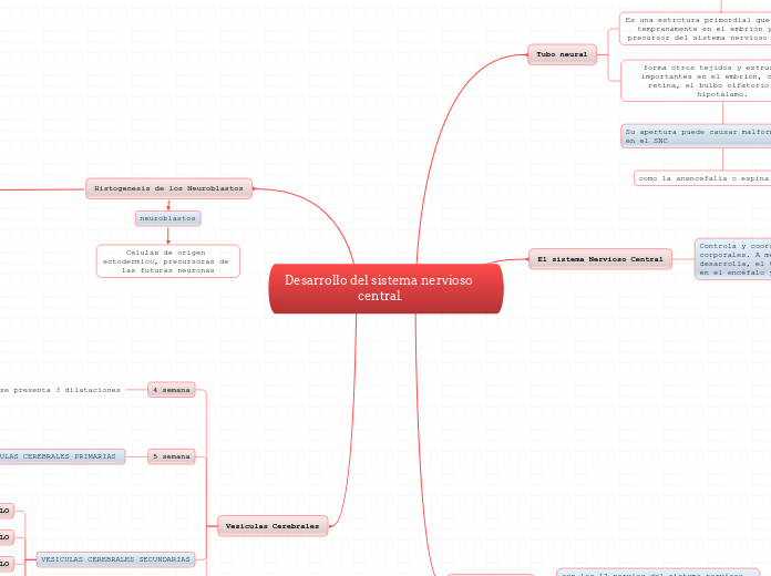 Desarrollo del sistema nervioso central.