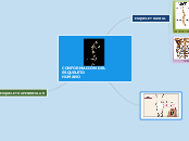 CONFORMACIÓN DEL ESQUELETO HUMANO