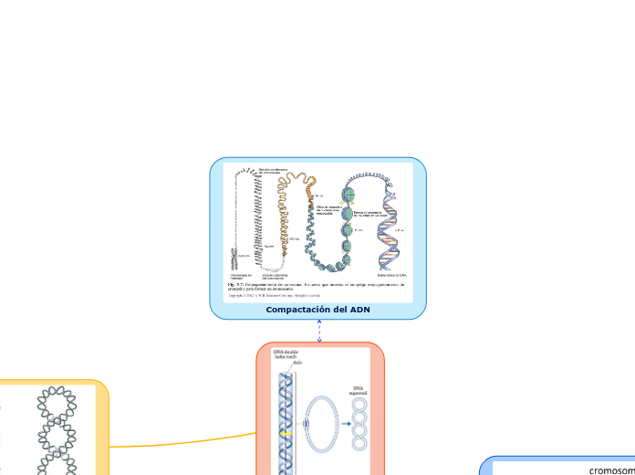 Compactación del ADN