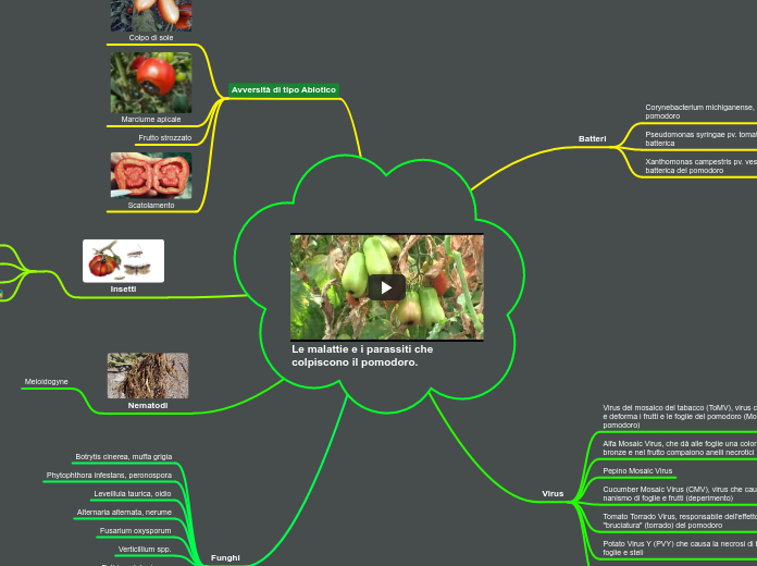Le malattie e i parassiti che colpiscono il pomodoro.