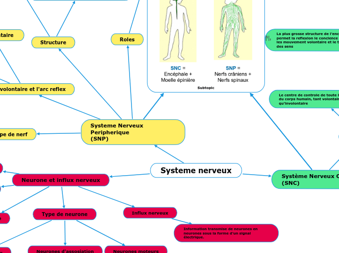 Systeme nerveux