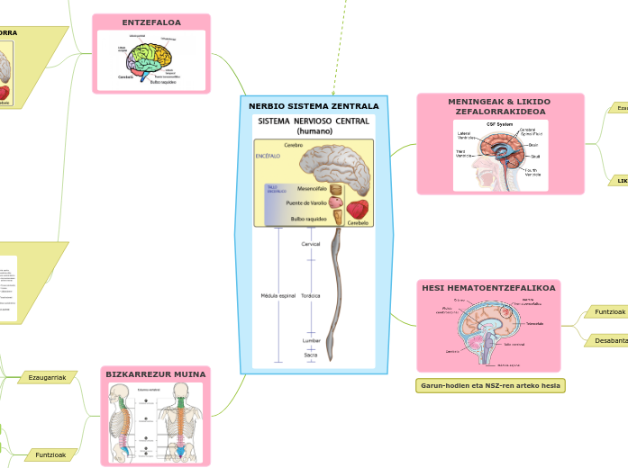 NERBIO SISTEMA