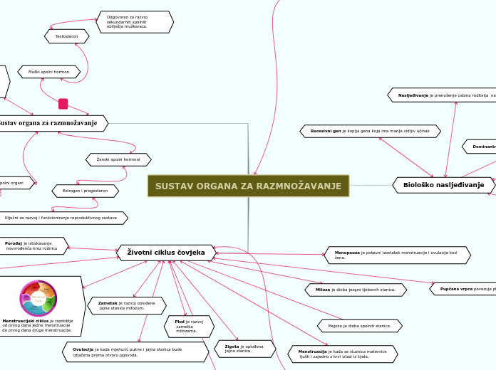 SUSTAV ORGANA ZA RAZMNOŽAVANJE