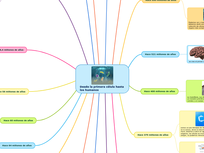 Desde la primera célula hasta 
los humanos