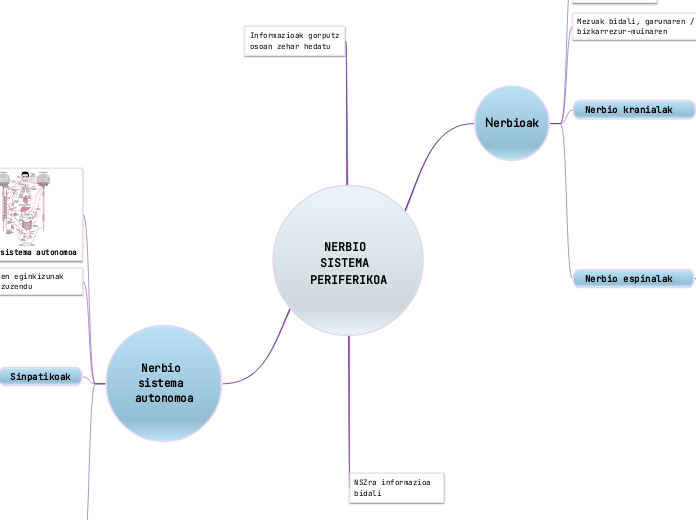 NERBIO SISTEMA PERIFERIKOA