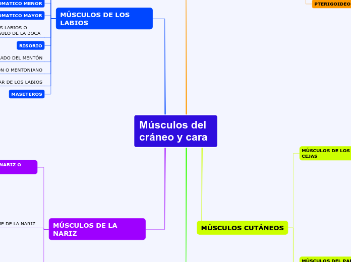 Músculos del      cráneo y cara