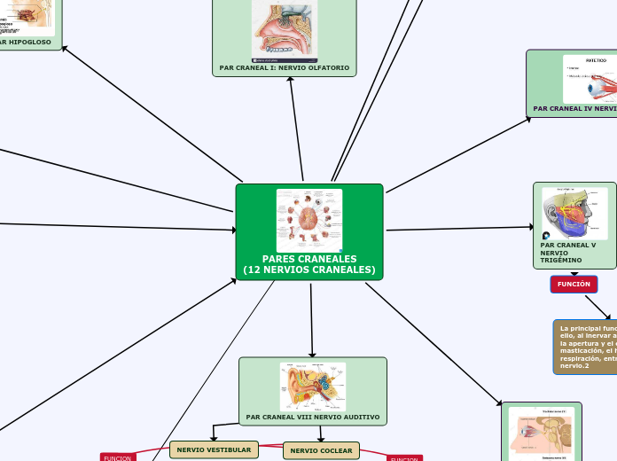 PARES CRANEALES(12 NERVIOS CRANEALES)