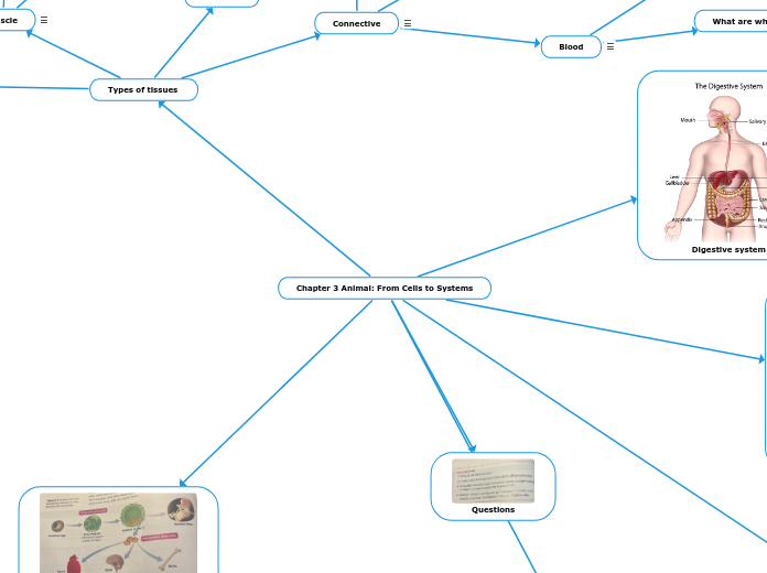 Chapter 3 Animal: From Cells to Systems