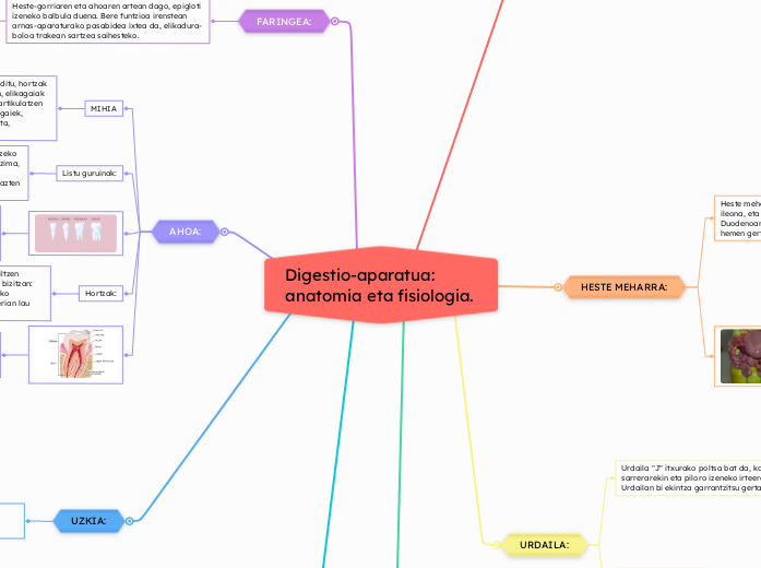 Digestio-aparatua: anatomia eta fisiologia.