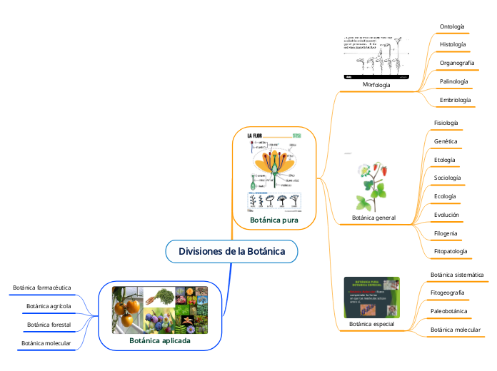 Divisiones de la Botánica