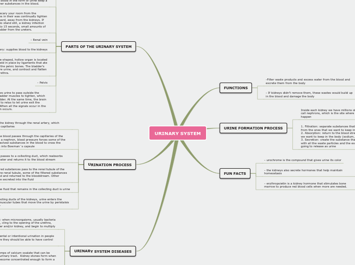URINARY SYSTEM