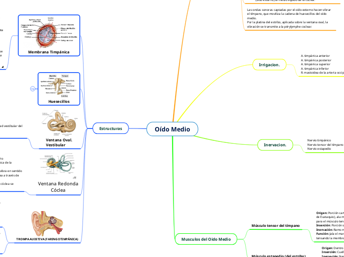 Oído Medio