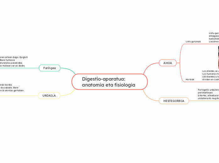 Digestio-aparatua: anatomia eta fisiologia