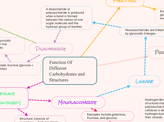 Function Of Different Carbohydrates and Structures