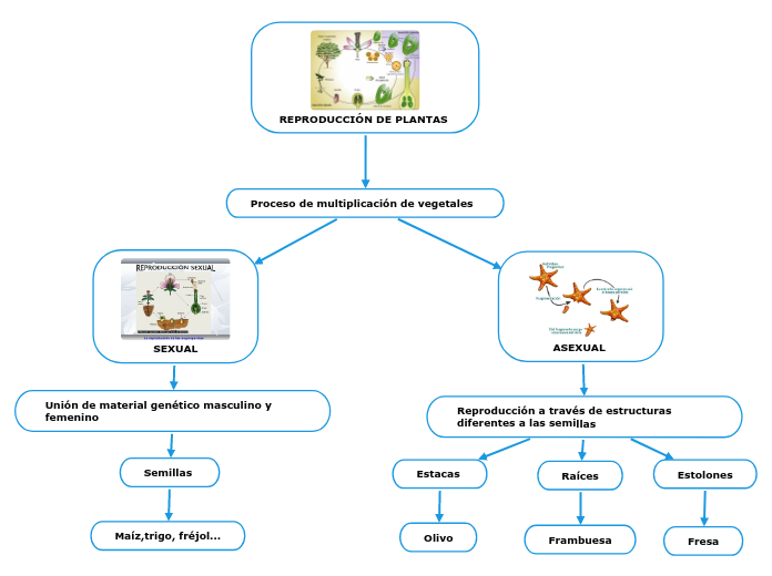 REPRODUCCIÓN DE PLANTAS 