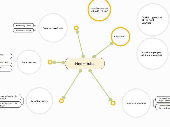 Heart tube