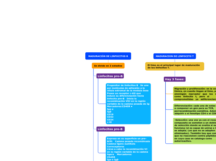 MADURACIÓN DE LINFOCITOS B