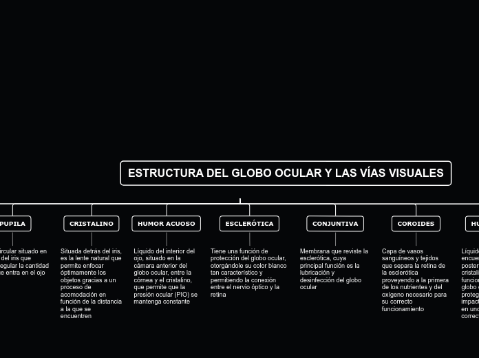 ESTRUCTURA DEL GLOBO OCULAR Y LAS VÍAS VISUALES