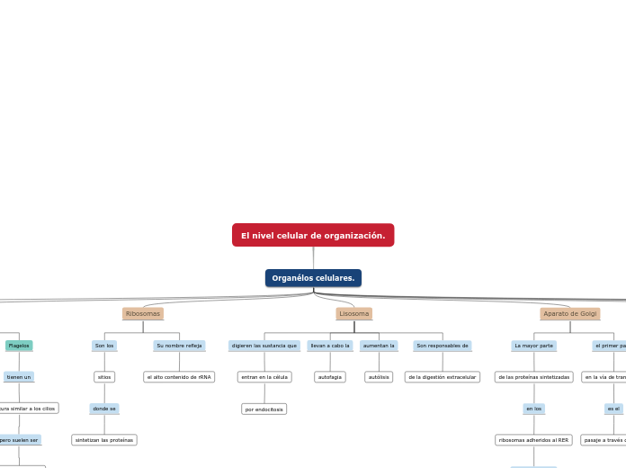 El nivel celular de organización.