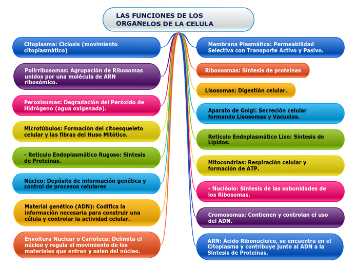 LAS FUNCIONES DE LOS ORGANELOS DE LA CELULA