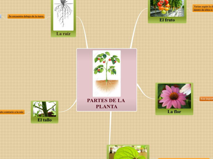 PARTES DE LA PLANTA