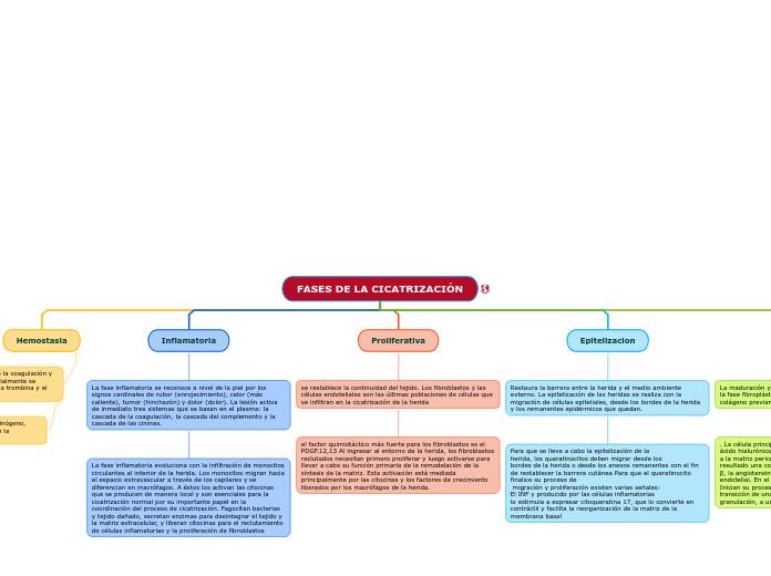 FASES DE LA CICATRIZACIÓN