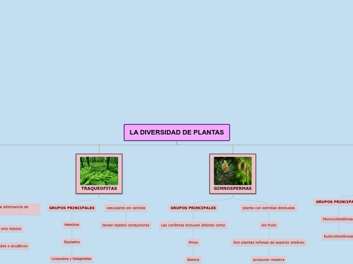 LA DIVERSIDAD DE PLANTAS