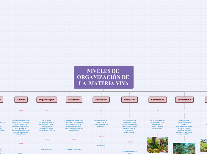 Organigrama arbol